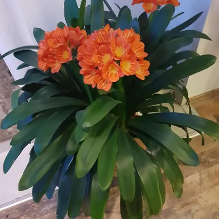 Apartmán Grossglockner Heiligenblut