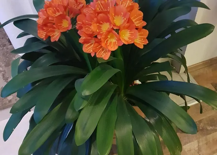 Apartment Grossglockner Heiligenblut